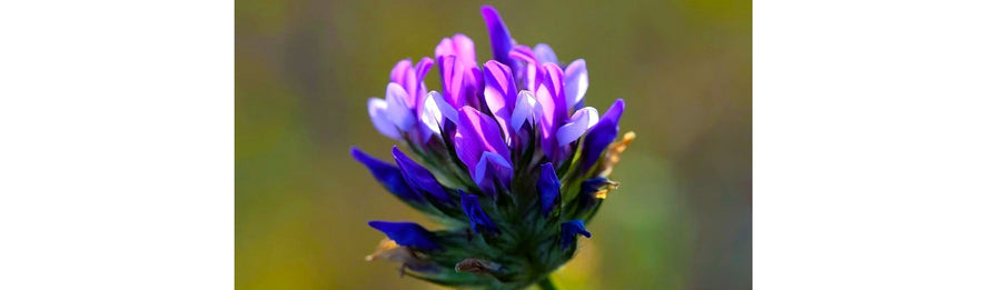 Bakuchiol vs. Retinol: The Natural Alternative for Healthy Skin