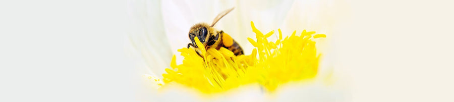 Close-up of a bee collecting nectar from a bright yellow flower with pollen visible on its body