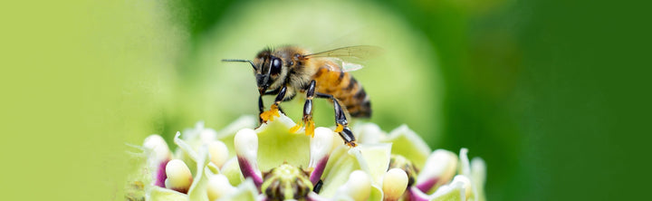 Best Flowers for Bees (and Why They Matter)