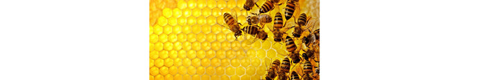 Busy Bees Working for Sans Skincare: Honey & Propolis Power