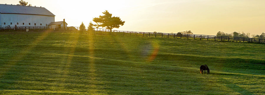 Golden sunrise over a grassy pasture with a horse grazing near a wooden fence, farmhouse and trees in the background
